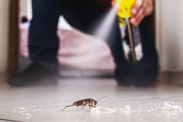Best Spider Control Near Me  in Warrensburg, MO